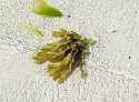 Clear Water